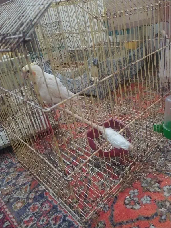 عروس هلندی|پرنده|چاه ورز, |دیوار