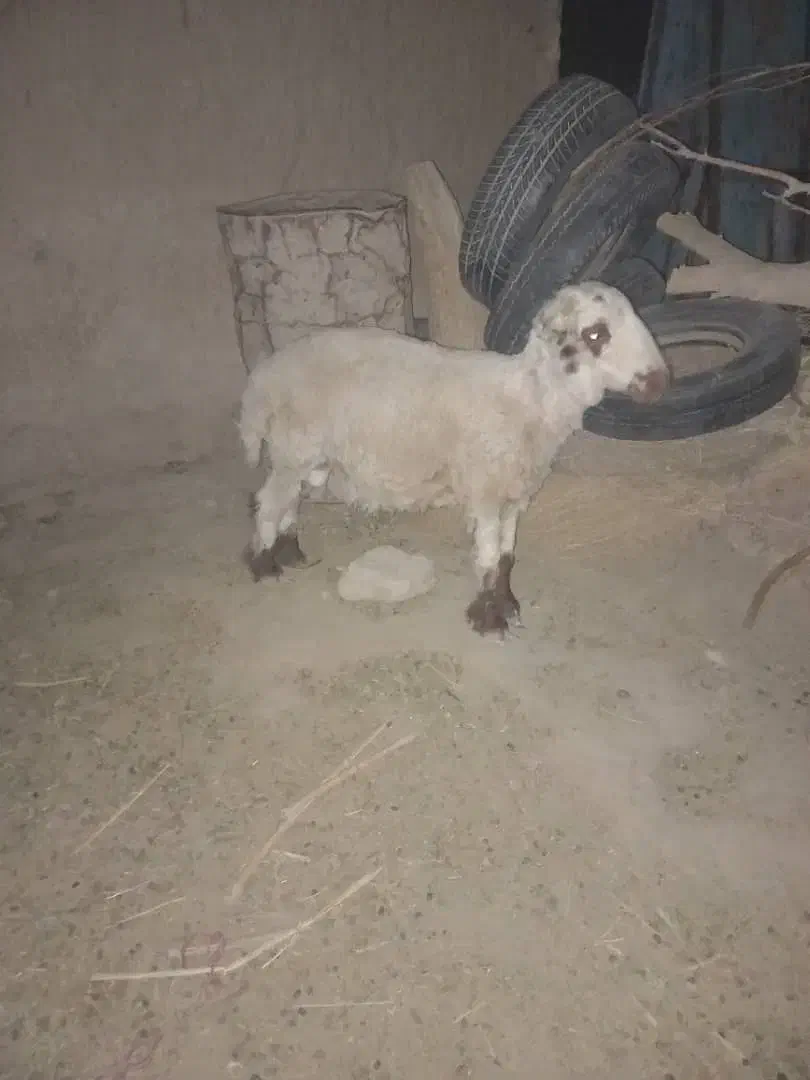 یک بره نر بفروش میرسد|حیوانات مزرعه|زهک, |دیوار