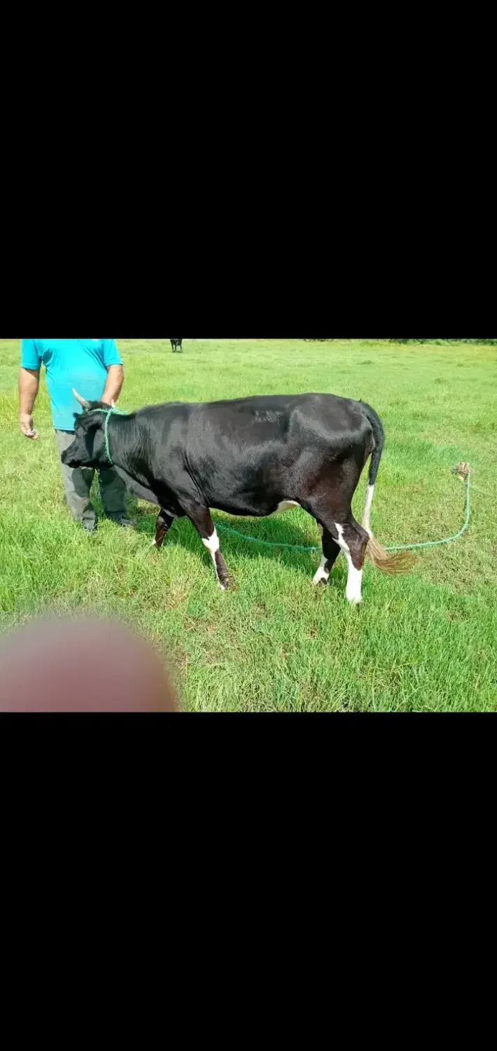 با سلام لیشه آماده به تخم کاملا سالم و سر حال|حیوانات مزرعه|سنگر, |دیوار