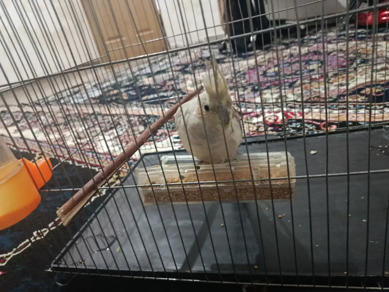 عروس هلندی|پرنده|لردگان, |دیوار