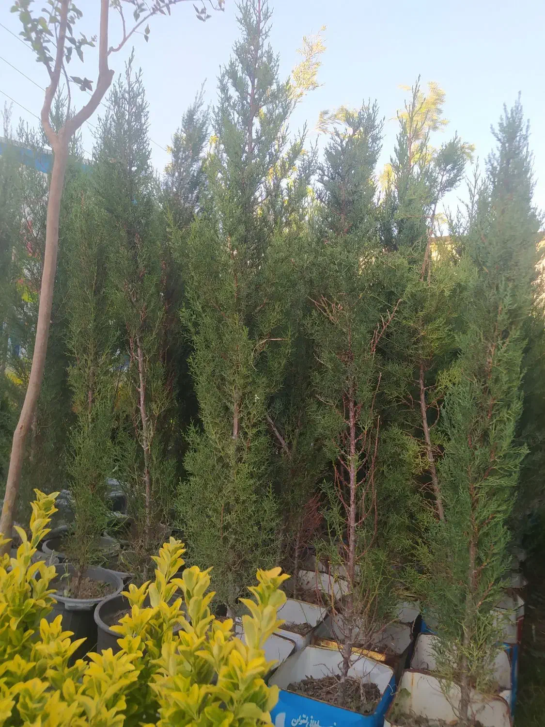 باغبان. طراح فضای سبز و نگهداری.هرس.کل کرج|خدمات باغبانی و درختکاری|کرج, شهرک نهال و بذر|دیوار