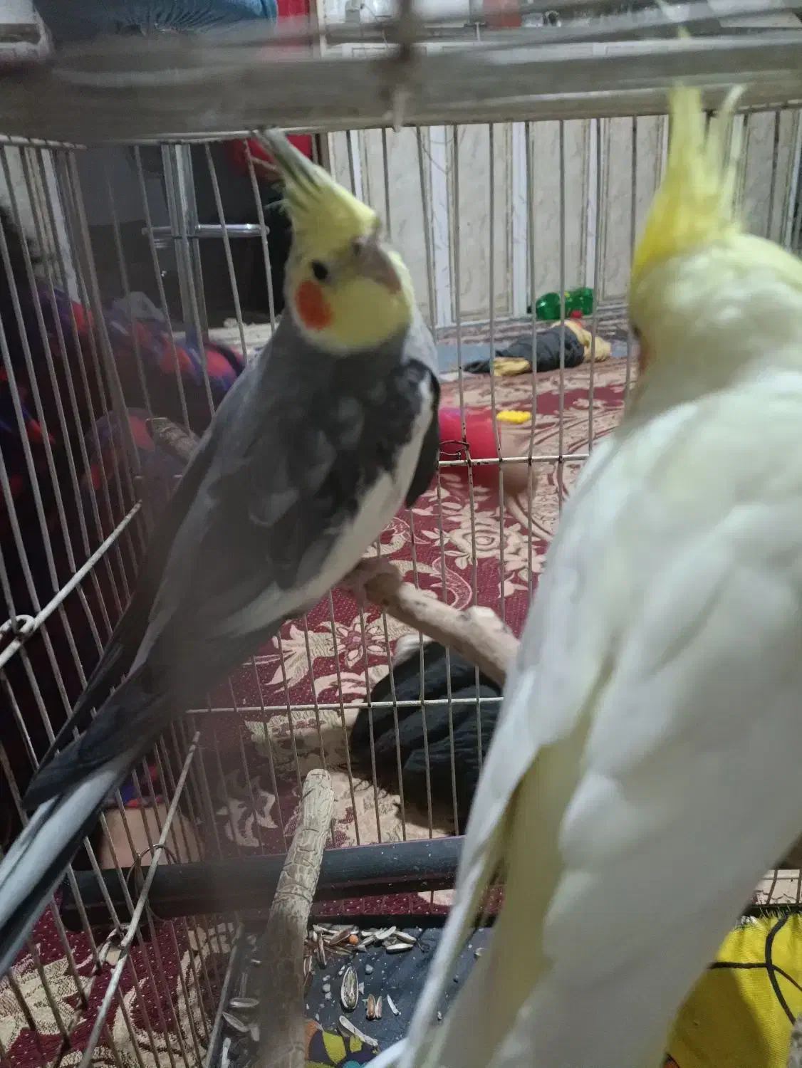 عروس هلندی|پرنده|زیرکوه, |دیوار