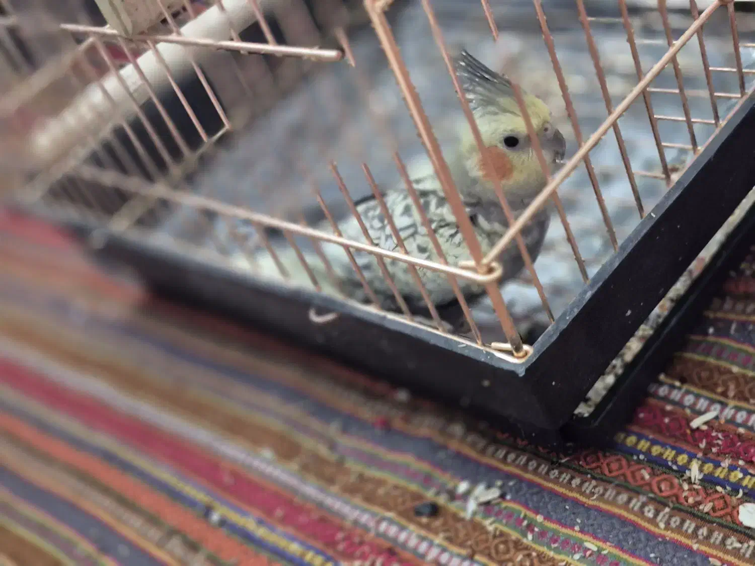 عروس هلندی ماده مست|پرنده|اسلامآباد غرب, |دیوار