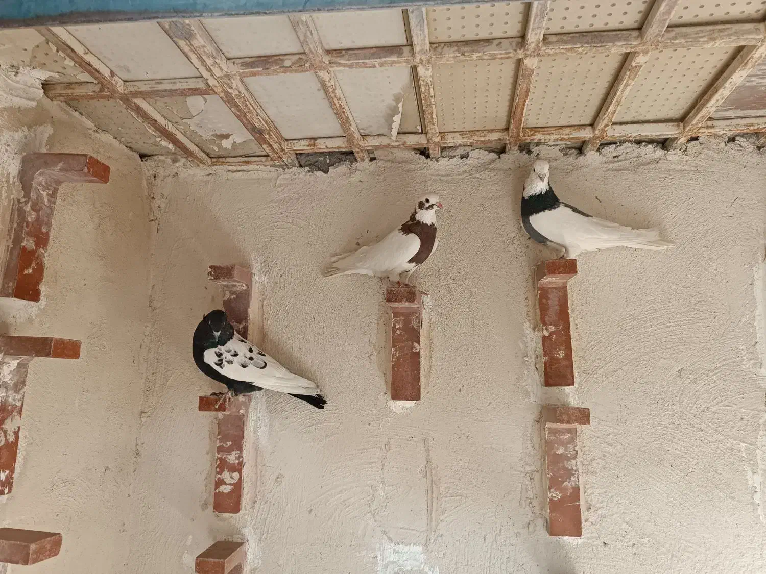 چند عدد کبوتر نر|پرنده|رفسنجان, |دیوار