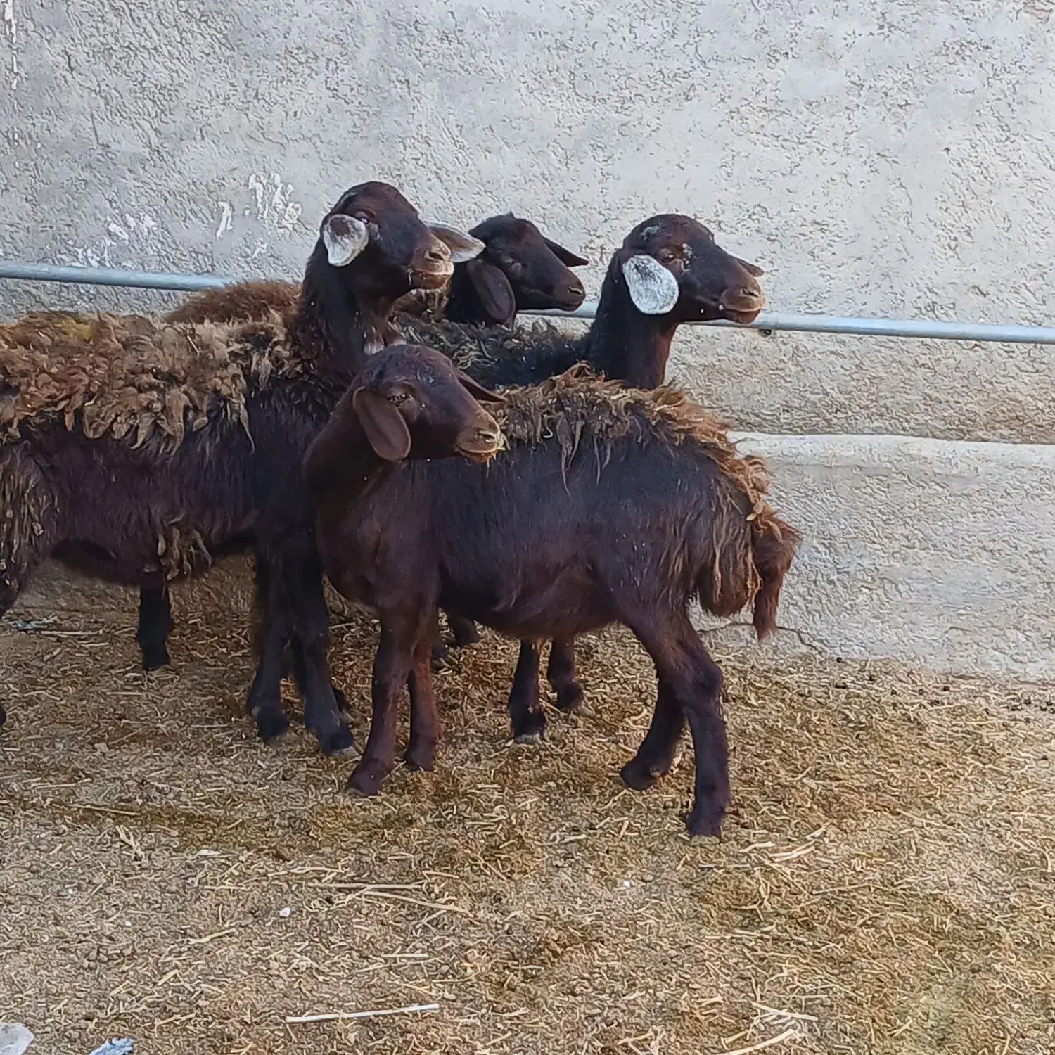 بره ماده قزل افشاری و قره چال|حیوانات مزرعه|قیدار, |دیوار