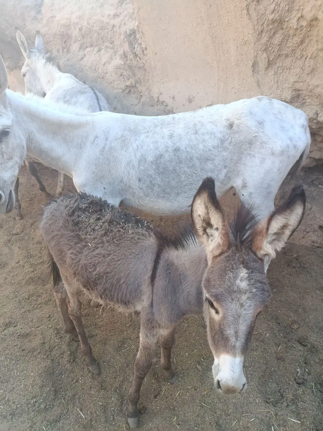 شیر خر یا الاغ|خوردنی و آشامیدنی|بهمن صغاد, |دیوار