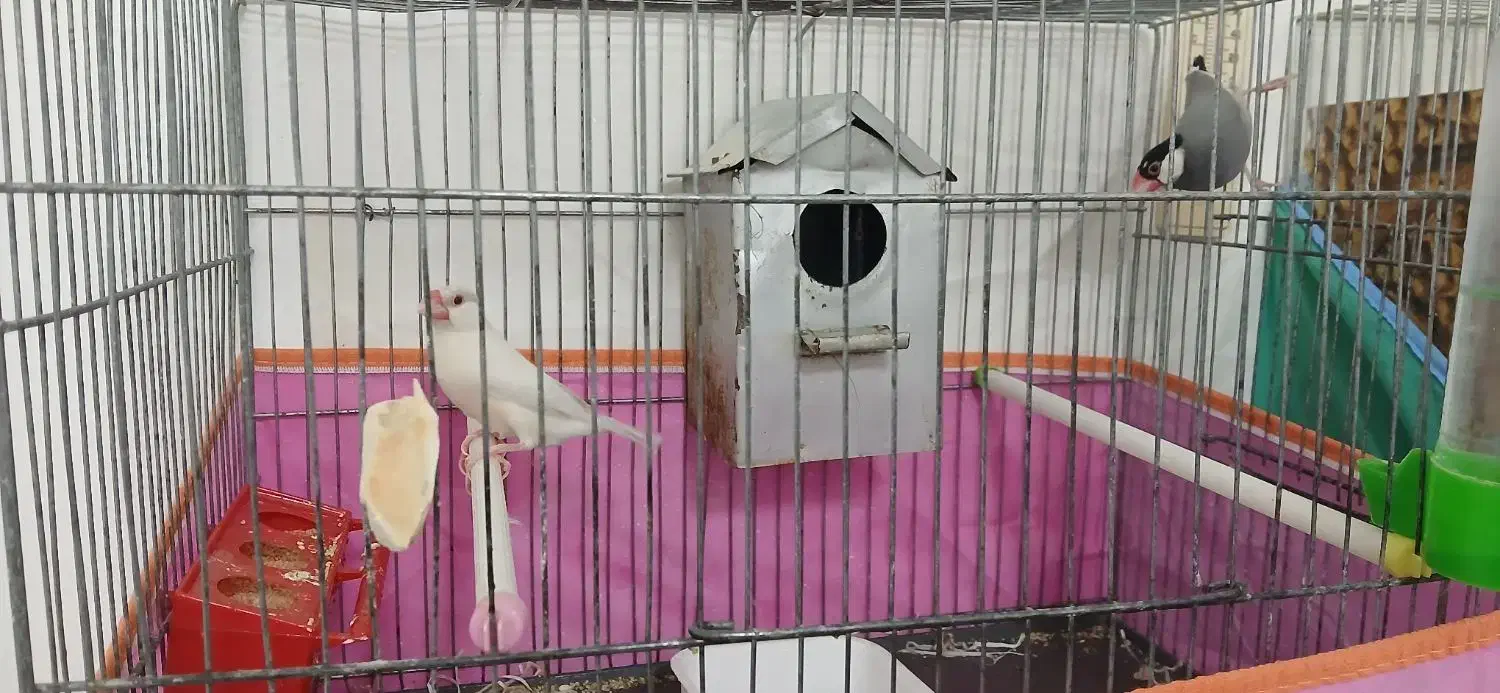 فنچ نرگسی|پرنده|قم, پردیسان|دیوار