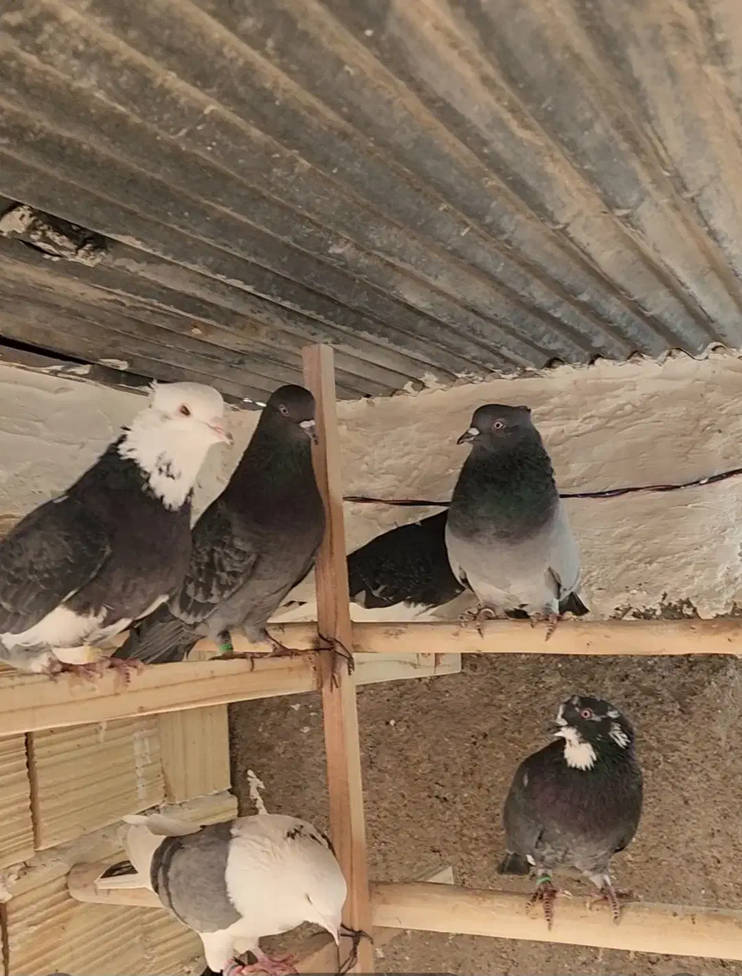 کفتر کبوتر نرو ماده پرشی|پرنده|باقرشهر, |دیوار