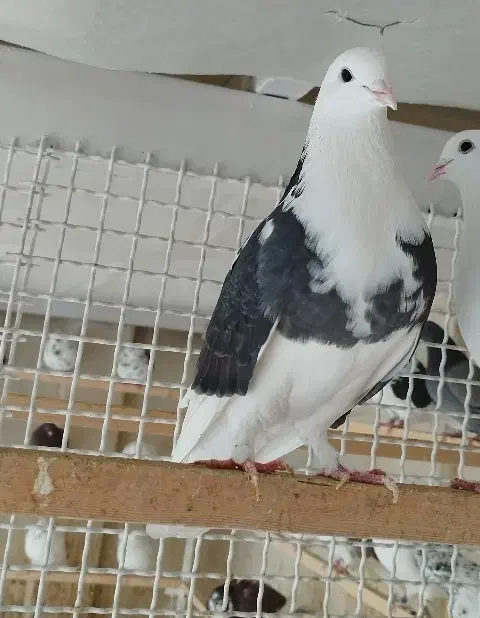 kbotar|پرنده|شهریار, رضی آباد پایین|دیوار