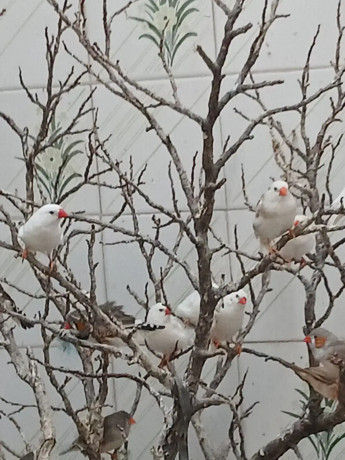 فنج مولد|پرنده|اراک, |دیوار