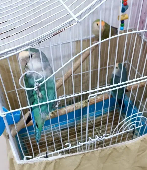 عروس هلندی و کوتوله|پرنده|رفسنجان, |دیوار