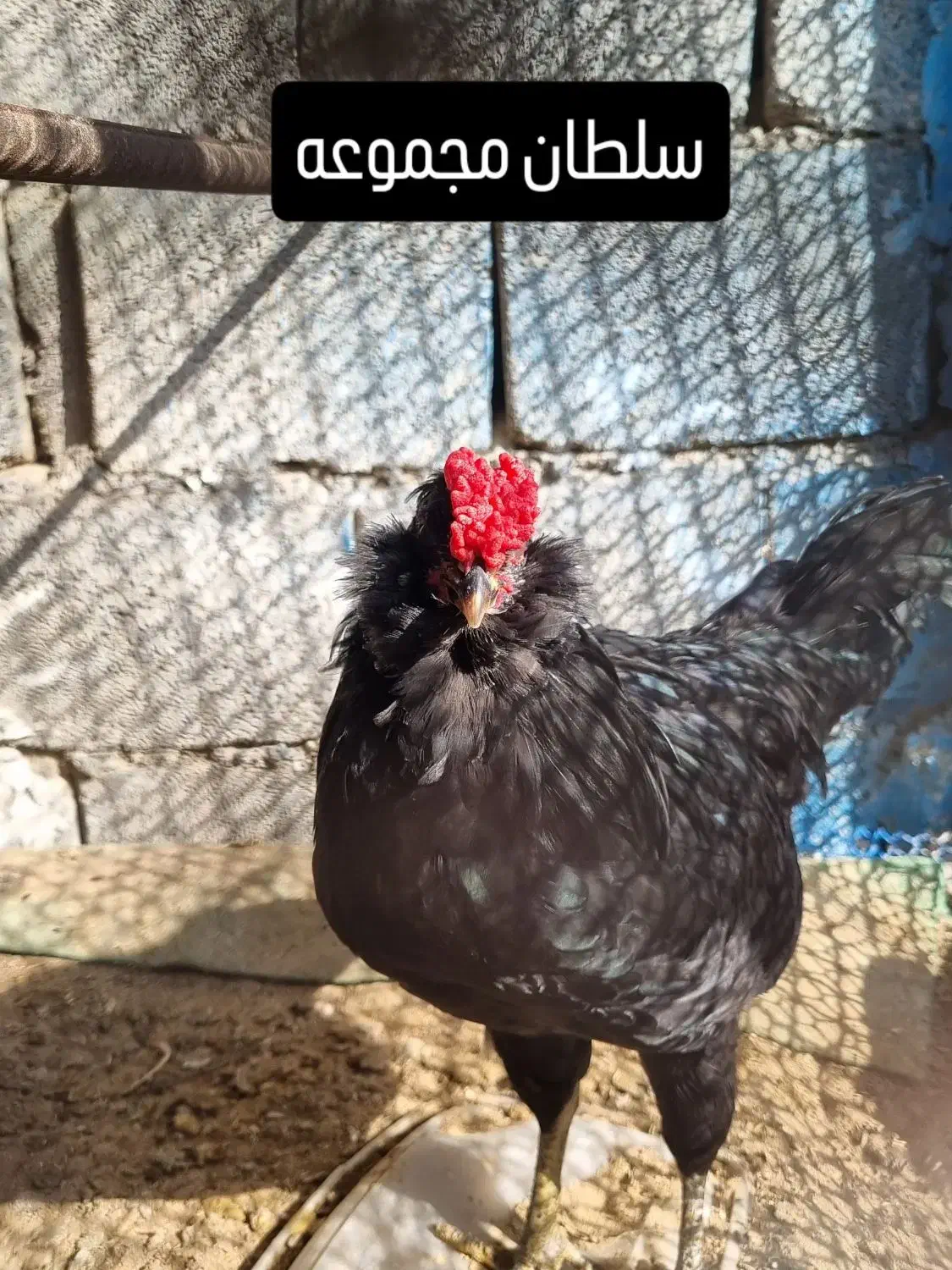 خروس گلین سیاه ریشی چهلتاج. و مرغ طوسی ریشی چهلتاج|حیوانات مزرعه|کاکی, |دیوار