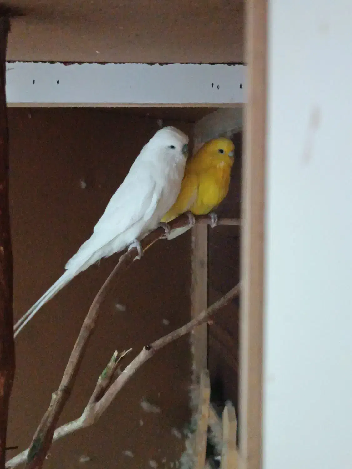 مرغ عشق انگلیسی خوش رنگ و بلند|پرنده|اردکان, |دیوار