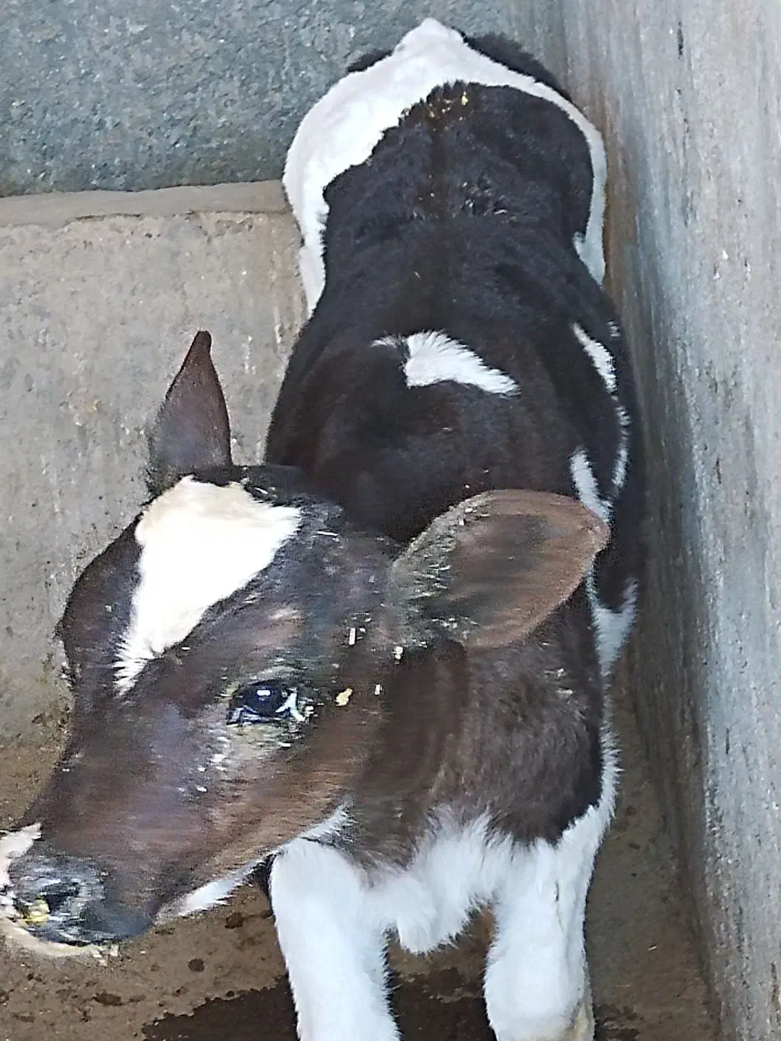 گوساله شیری15روزه|حیوانات مزرعه|بیرجند, |دیوار