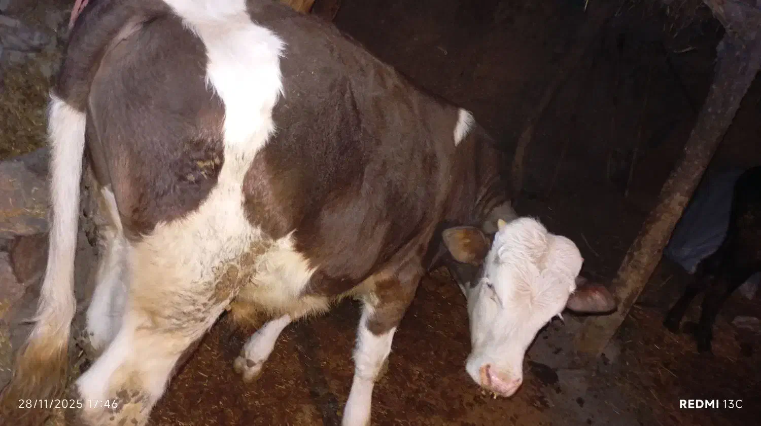 گوساله اصل سیمنتال بالای ۲۳۰کیلو ۷ماهه|حیوانات مزرعه|اهر, |دیوار