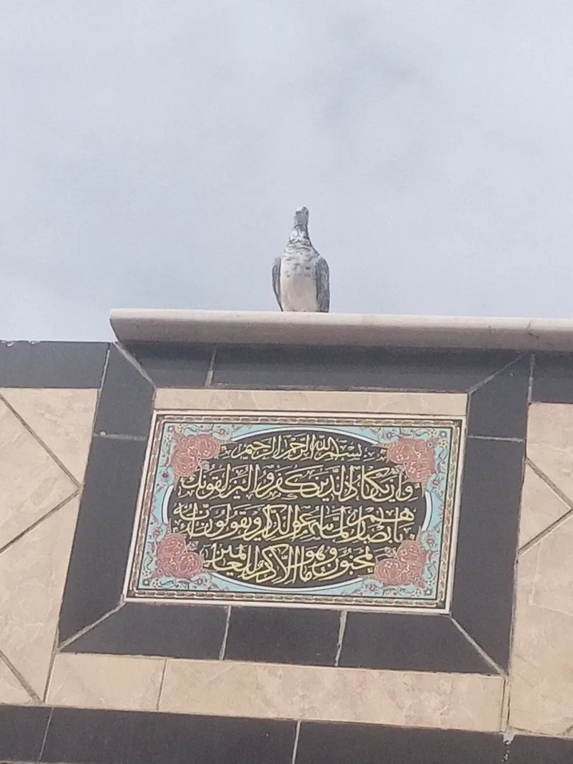 کبوتر. کفتر. پرندا|پرنده|فراشبند, |دیوار