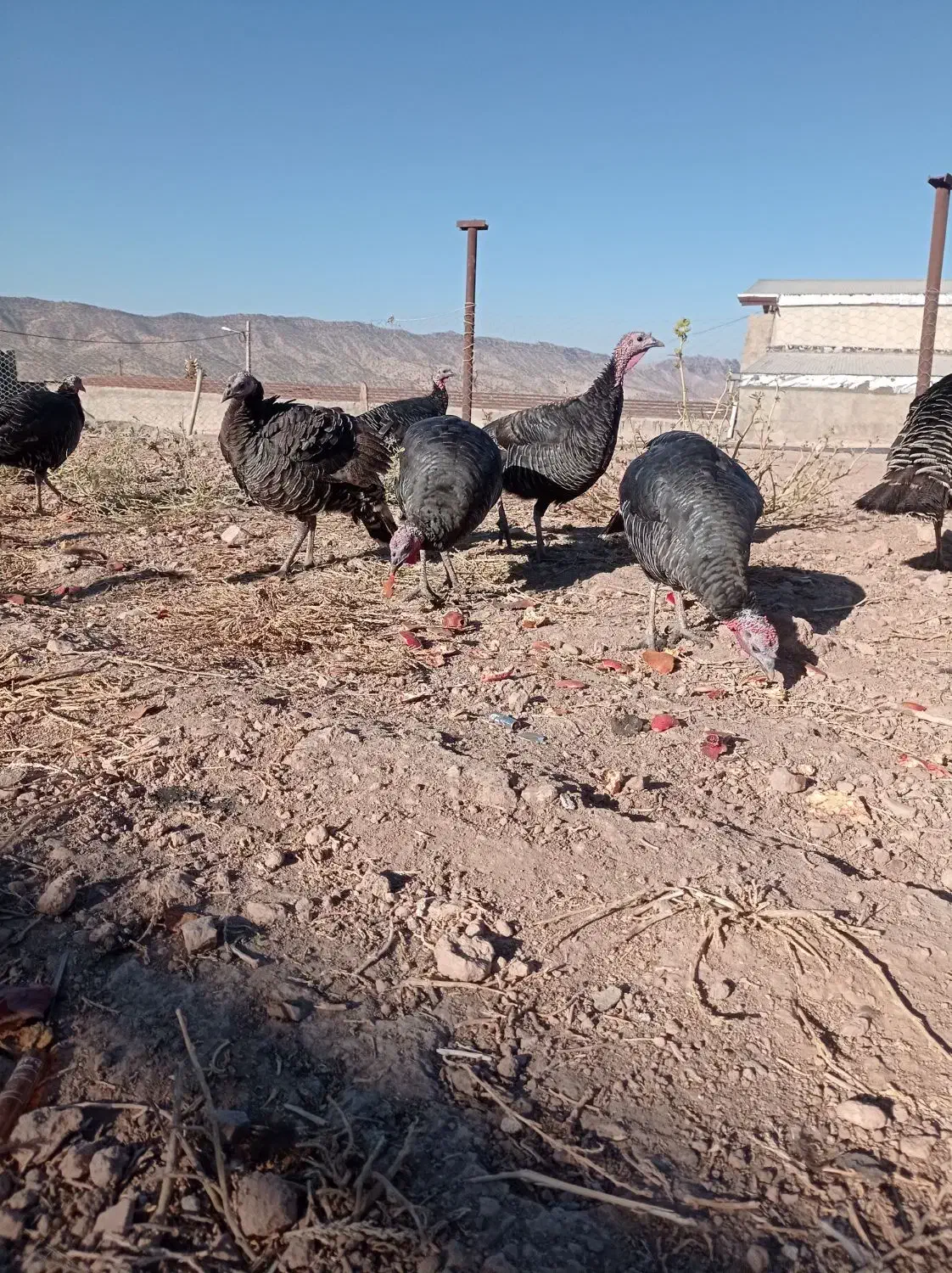 بوقلمون|حیوانات مزرعه|کوهدشت, |دیوار