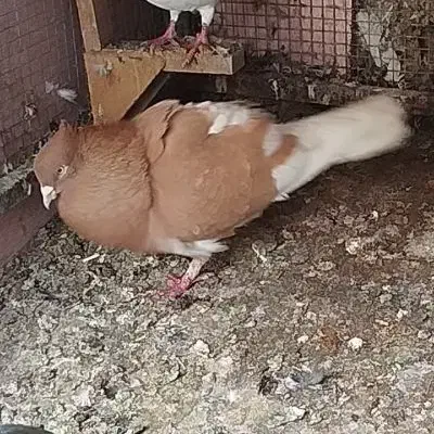 کله زرد نر|پرنده|مرودشت, فرهنگ|دیوار