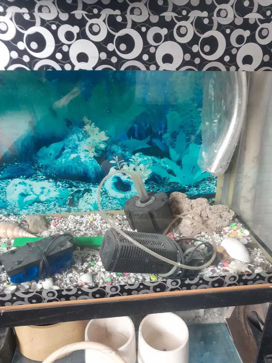 آکفاریون ماهی|ماهی|قزوین, |دیوار