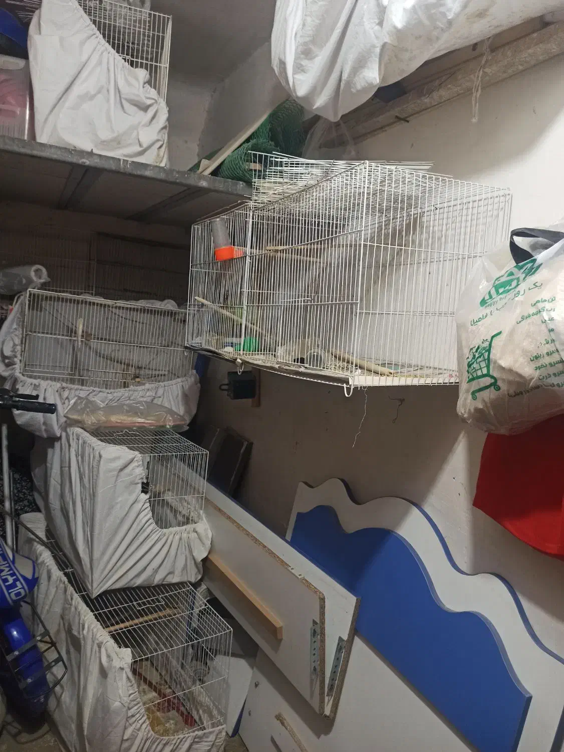 قناری|پرنده|مشهد, توس (بلوار توس)|دیوار