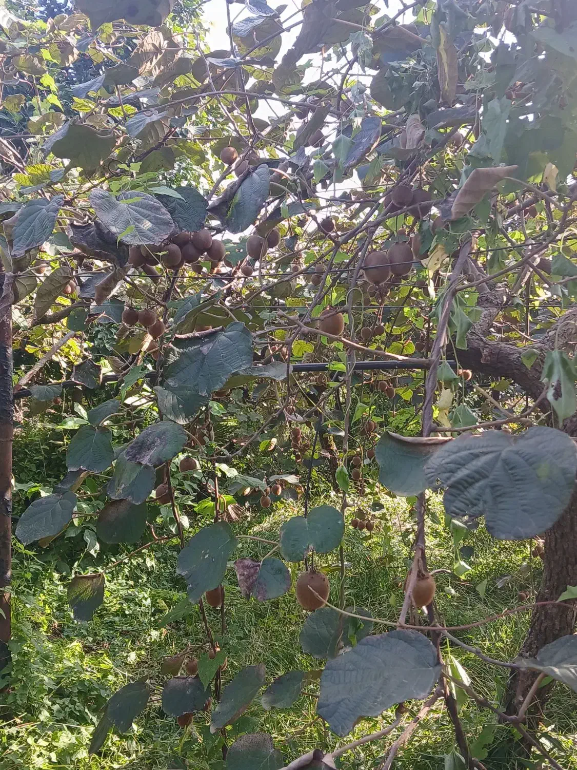 کیوی درجه یک شمال|عمدهفروشی|شاهنجرین, |دیوار