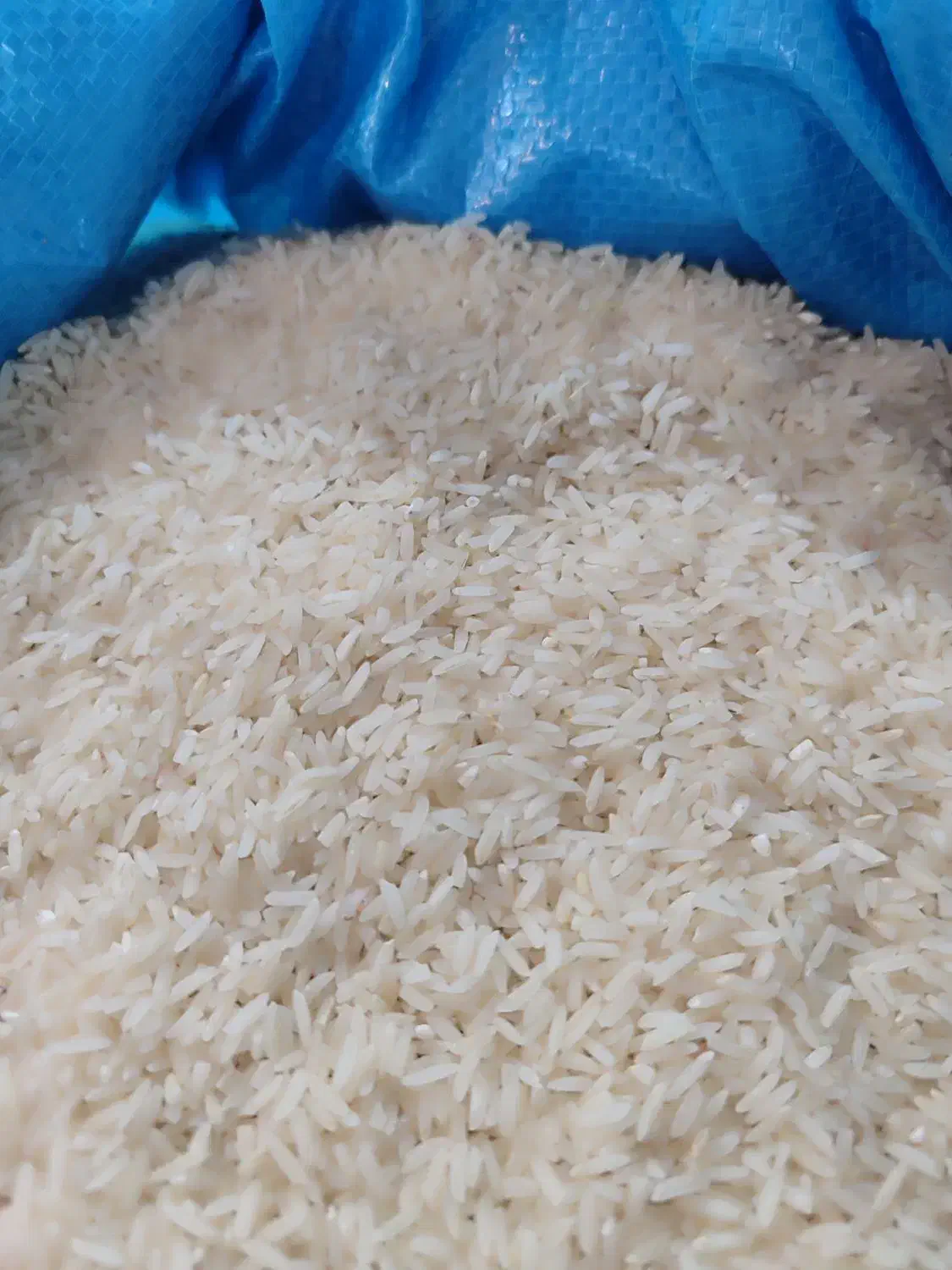 برنج طارم هاشمی|خوردنی و آشامیدنی|خان ببین, |دیوار