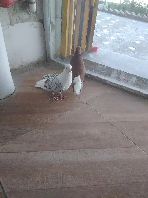 کبوتر رنگی|پرنده|بهبهان, |دیوار