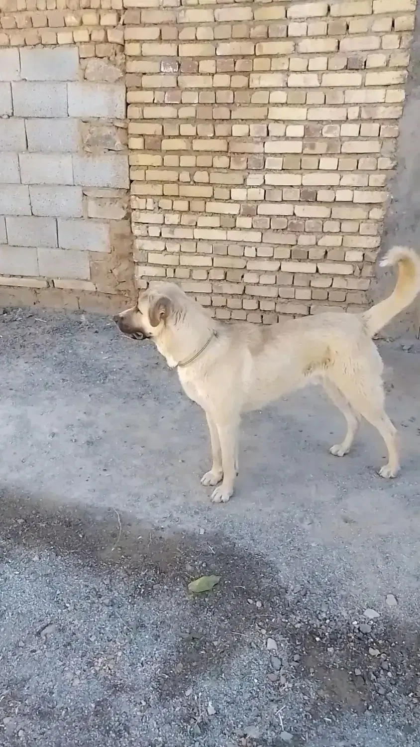 سگ‌‌...|سگ|تویسرکان, |دیوار