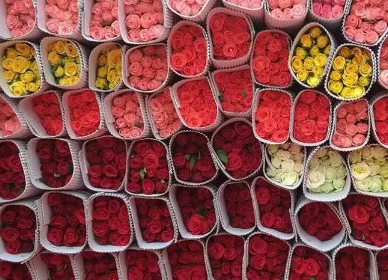 گلخانه گل رز تک و عمده|گل و گیاه طبیعی|شیراز, ملاصدرا|دیوار