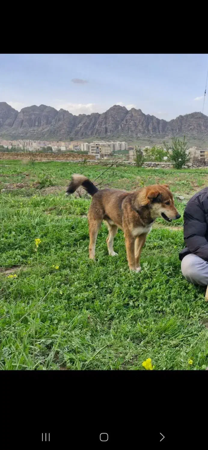 گمشده|حیوانات|خرمآباد, |دیوار