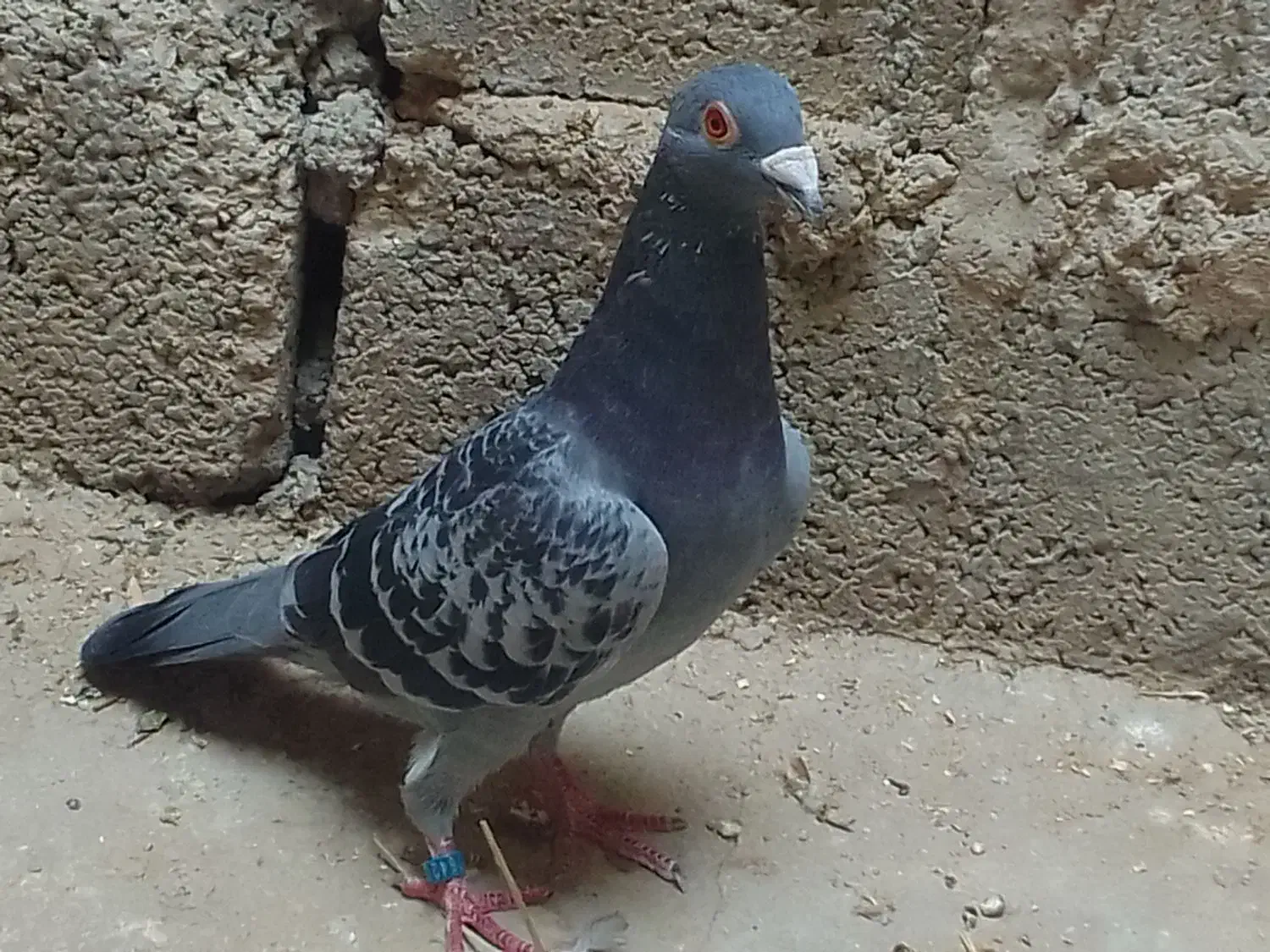 کفتر مسافتی درجه ا نژاد جان آردن|پرنده|کازرون, |دیوار