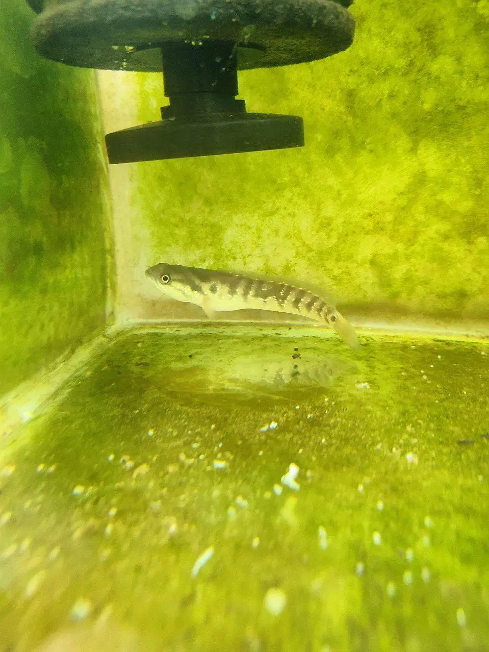 چانا|ماهی|خوی, |دیوار