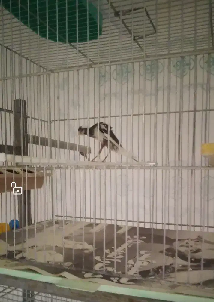 قناری نر|پرنده|شهرضا, |دیوار