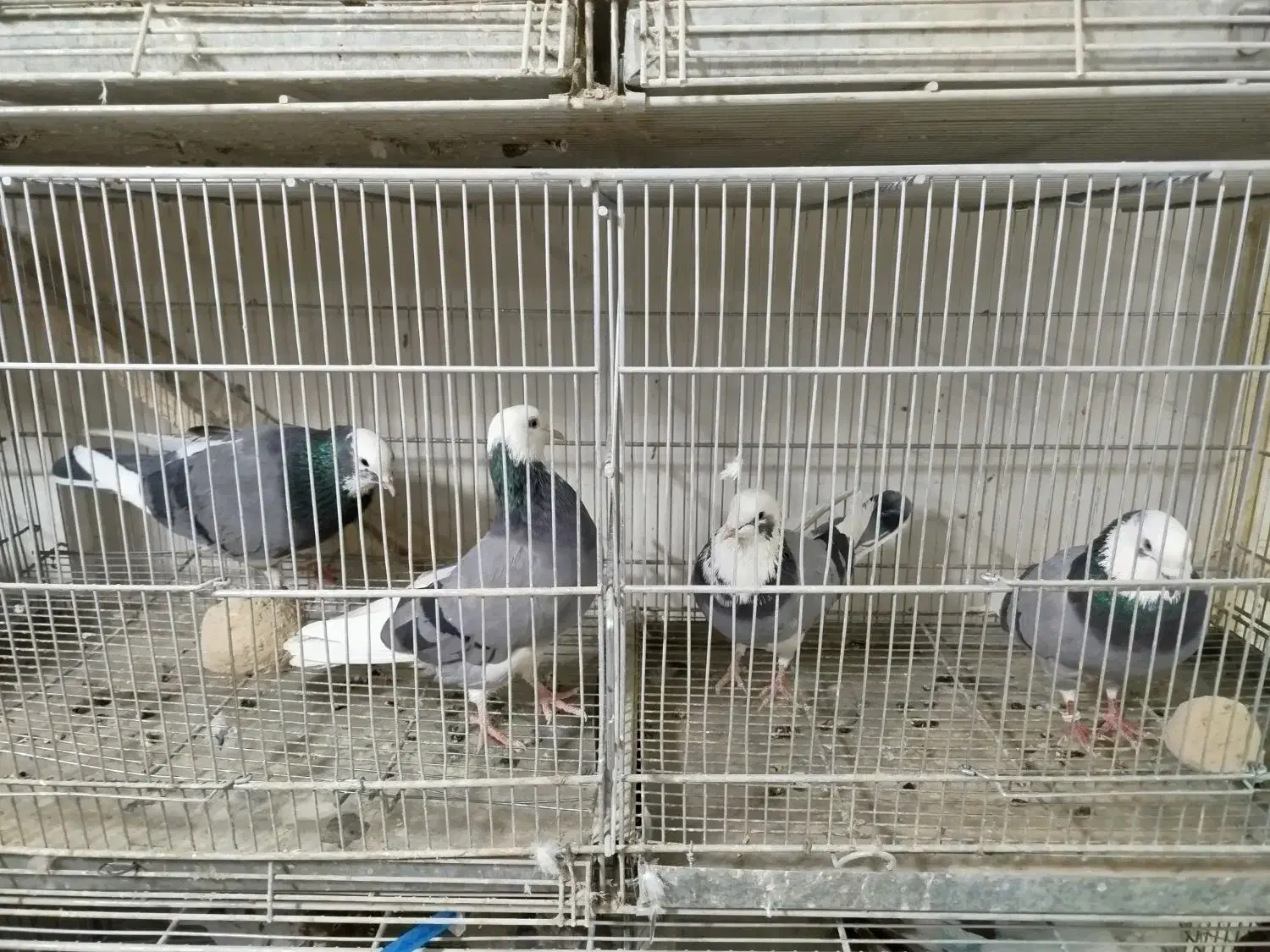 کبوتر جدیدرسید ۸/۱۹حراج سواکن و جداکن ۱۲۰|پرنده|کرج, حیدرآباد|دیوار