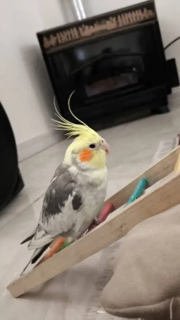 عروس هلندی گمشده|حیوانات|بومهن, |دیوار