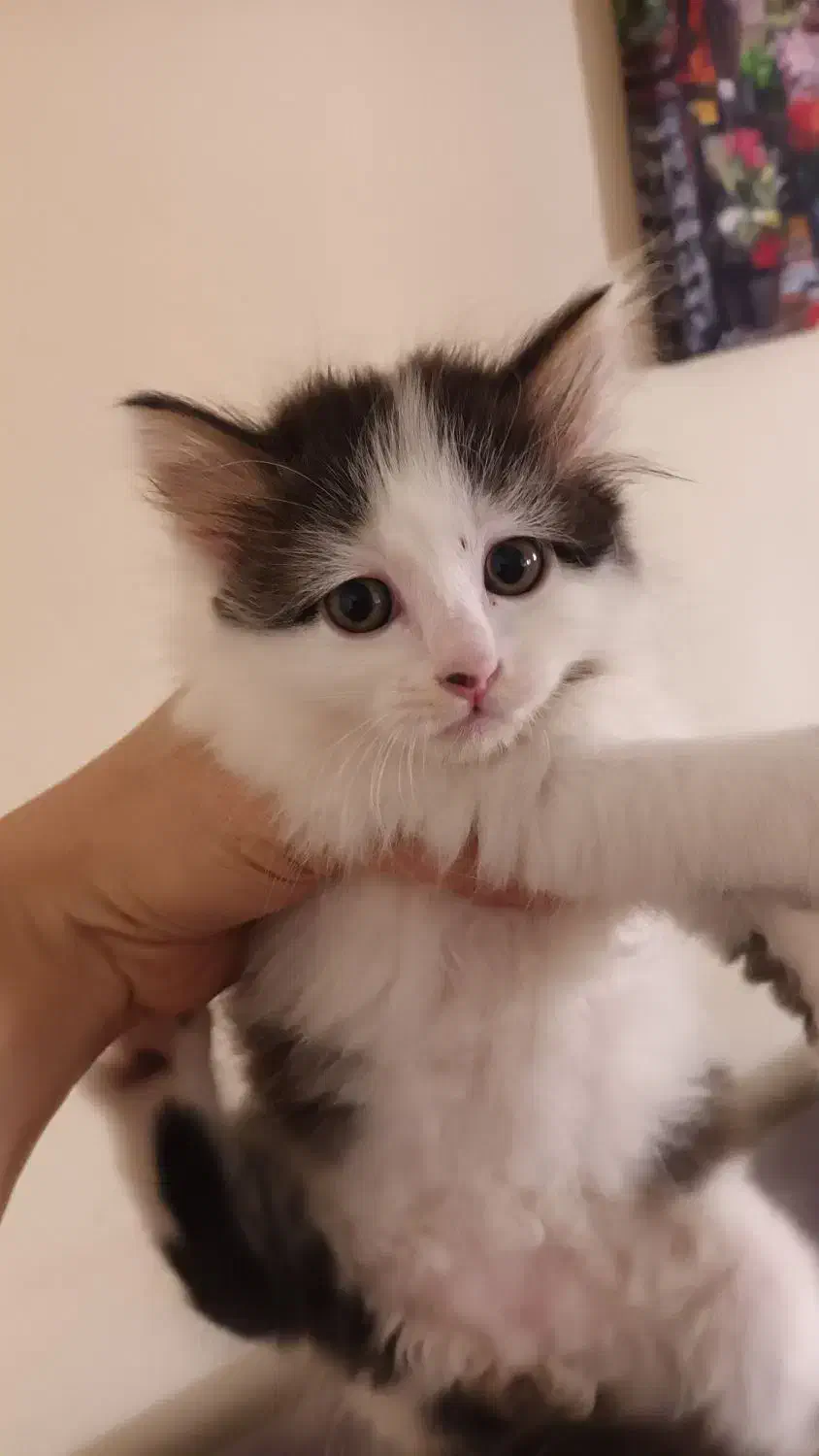 بچه گربه های نر وماده میکس پرشین|گربه|گرگان, |دیوار