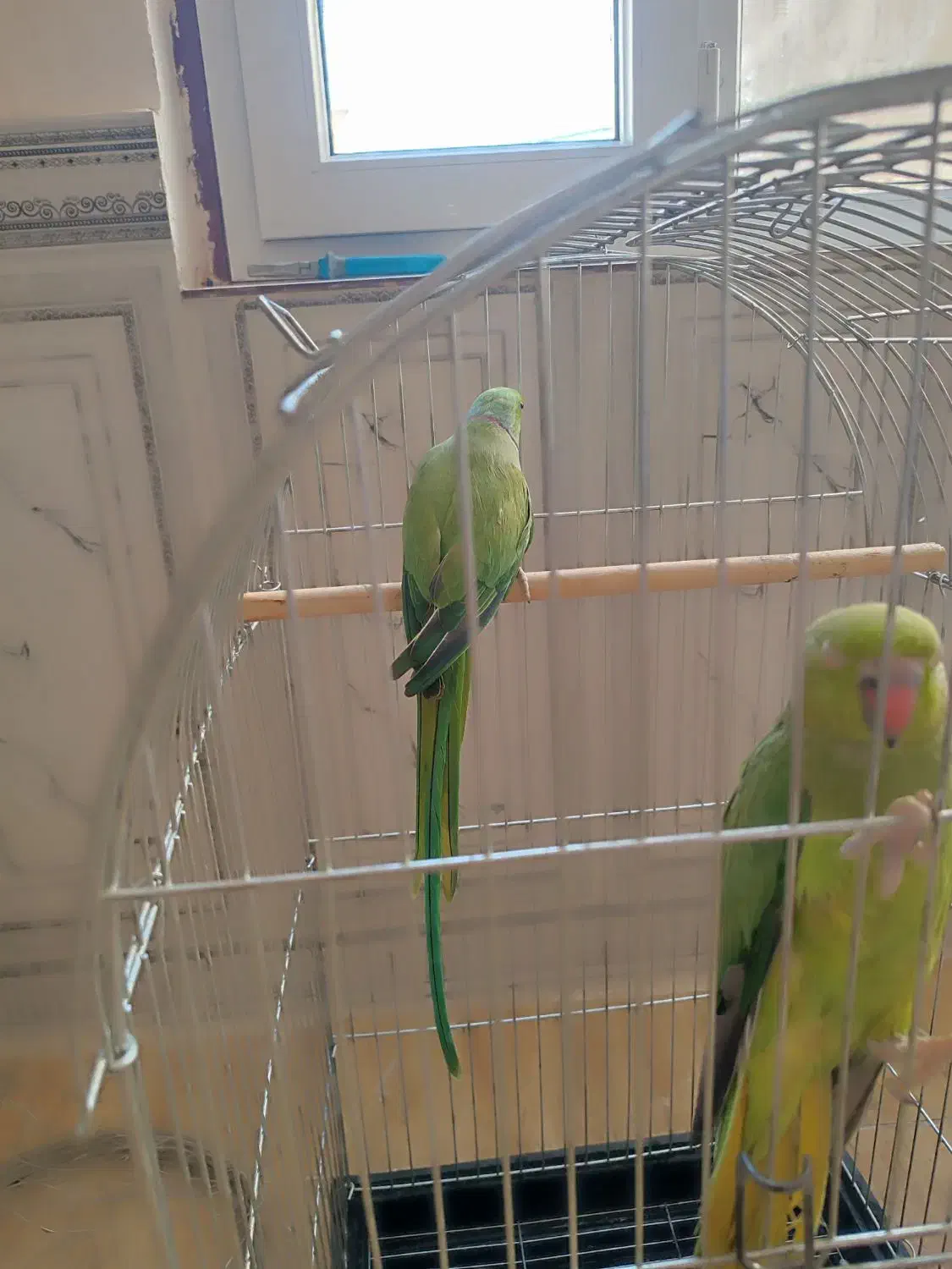 جوجه ملنگو|پرنده|سرپل ذهاب, |دیوار