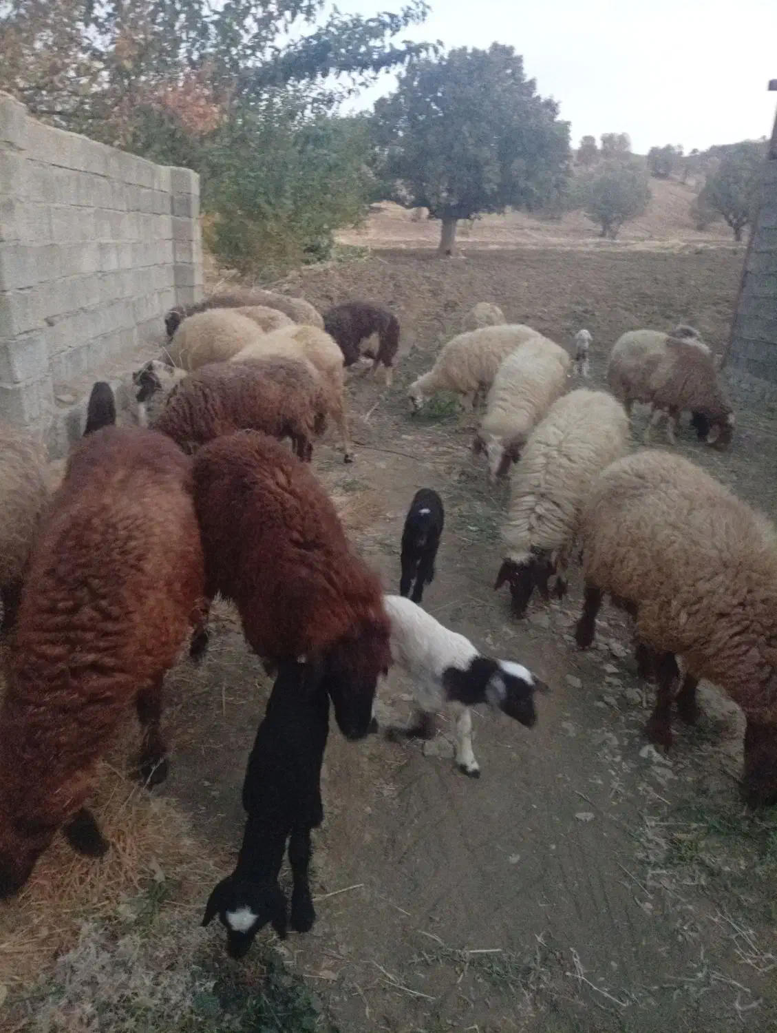 میش بره یا گوسفند|حیوانات مزرعه|شاهیوند, |دیوار