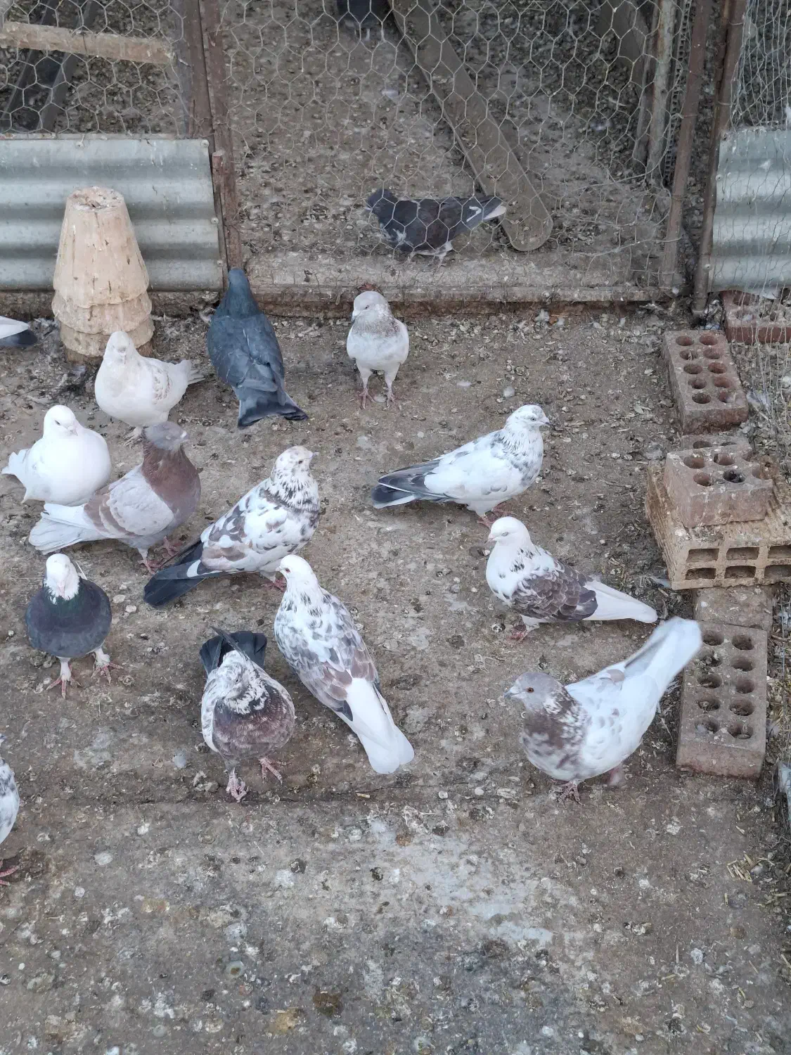 کفتر فروشی|پرنده|داران, |دیوار