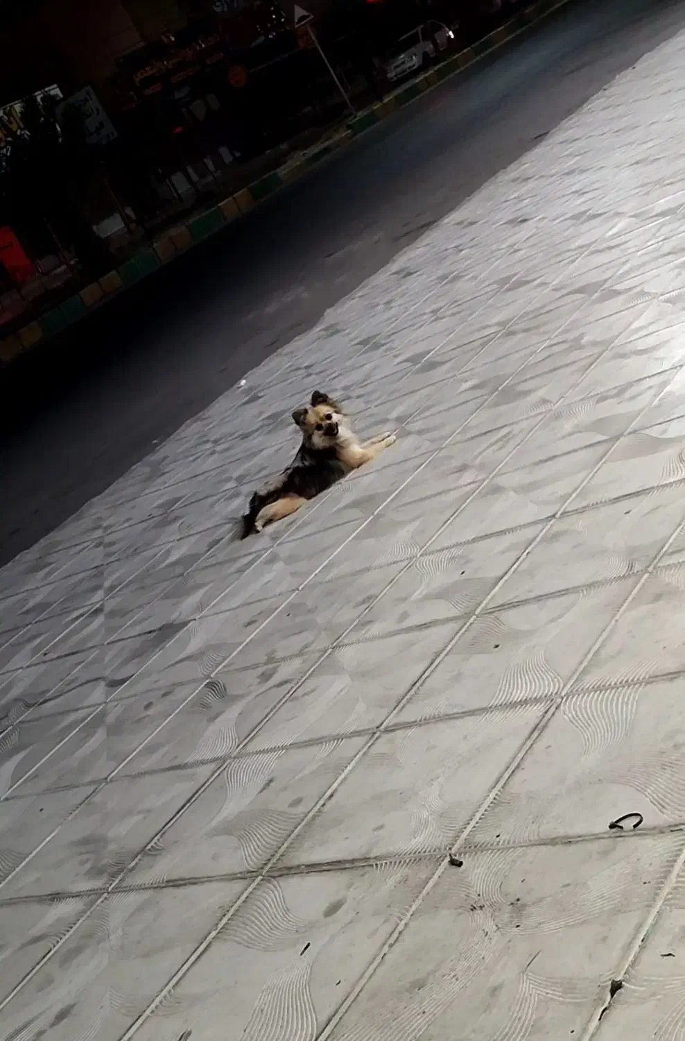 پامر|سگ|میناب, |دیوار