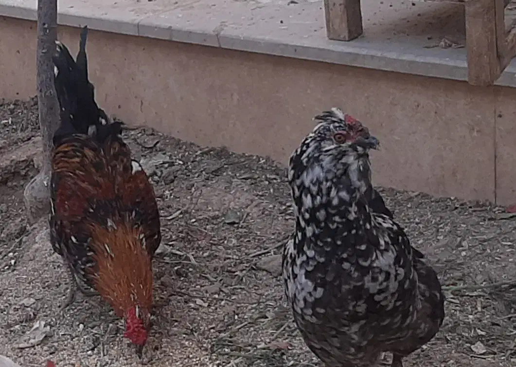 مرغ و خروس گلین|حیوانات مزرعه|کاشان, قطب راوندی|دیوار