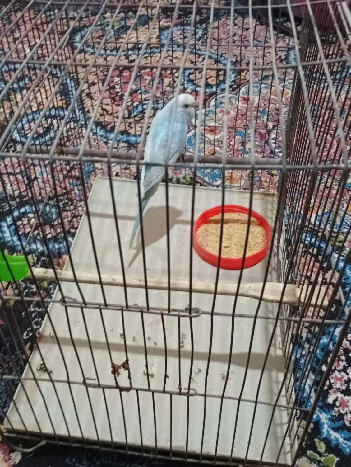 مرغ ماده|پرنده|ایلام, |دیوار