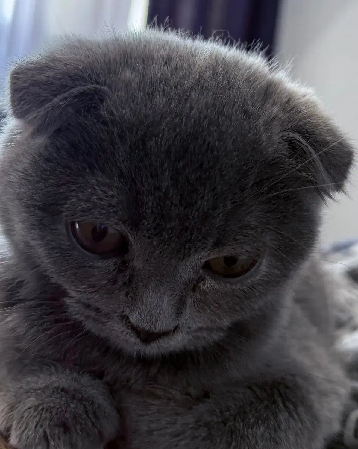 واگذاری گربه اسکاتیش|گربه|صدرا-فارس, فاز ۱|دیوار