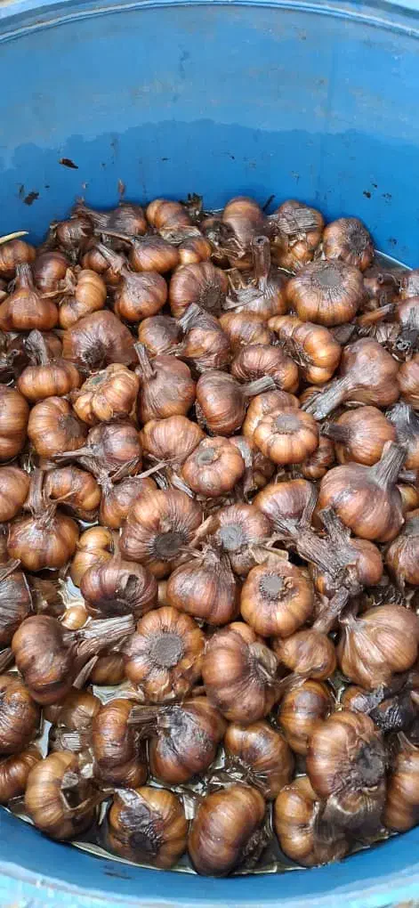 سیر ترشی و انواع زیتون|خوردنی و آشامیدنی|چورزق, |دیوار