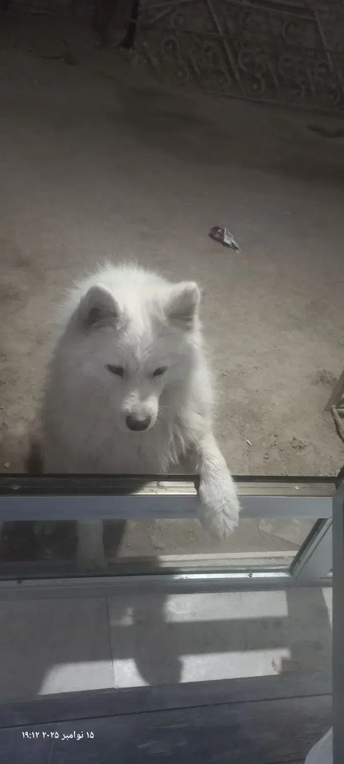فروش سگ خانگی ب دلیل نداشتن مکان|سگ|نجف‌آباد, یزدانشهر|دیوار