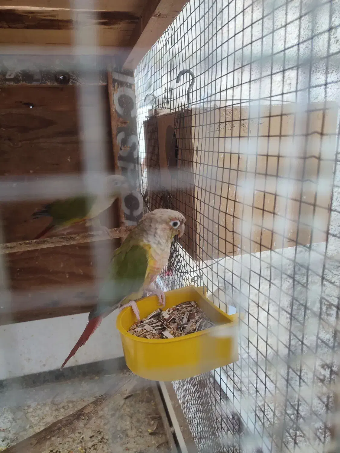 طوطی گرینچیک قیمت ۷۰۰۰۰۰۰|پرنده|لامرد, |دیوار