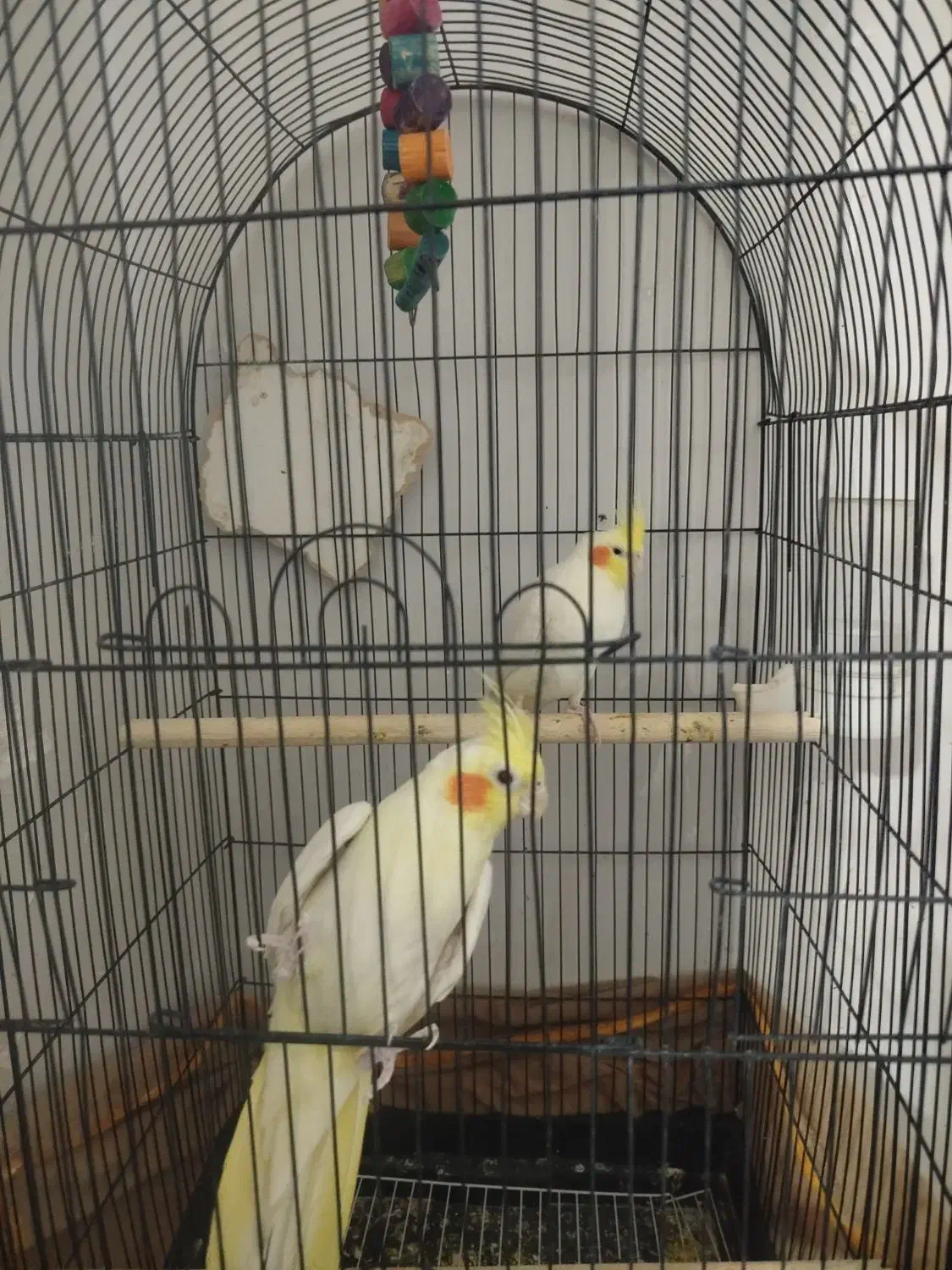 نر ماده عروس هلندی|پرنده|زرند, |دیوار