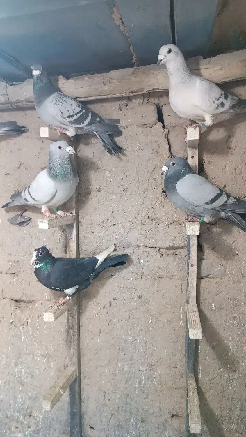 کبوتر|پرنده|راور, |دیوار