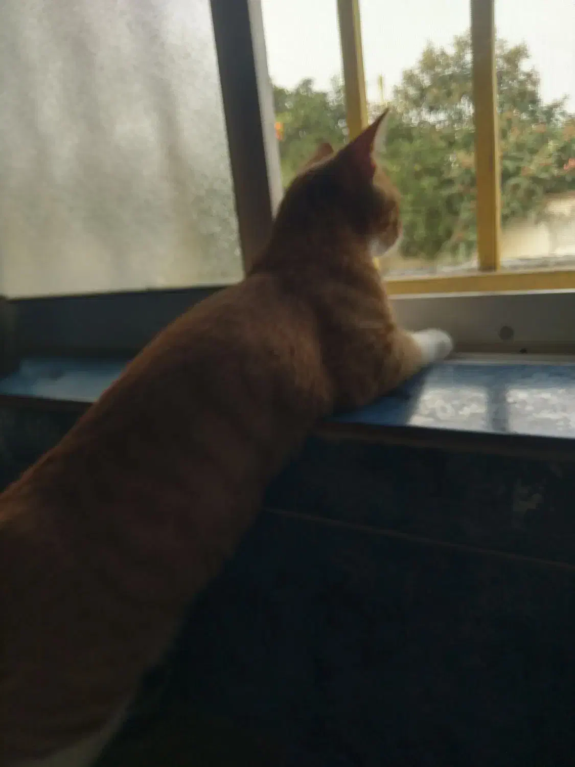 گربه نژاد پرشین. DSH پنج ماهه نر|گربه|محمودآباد, |دیوار