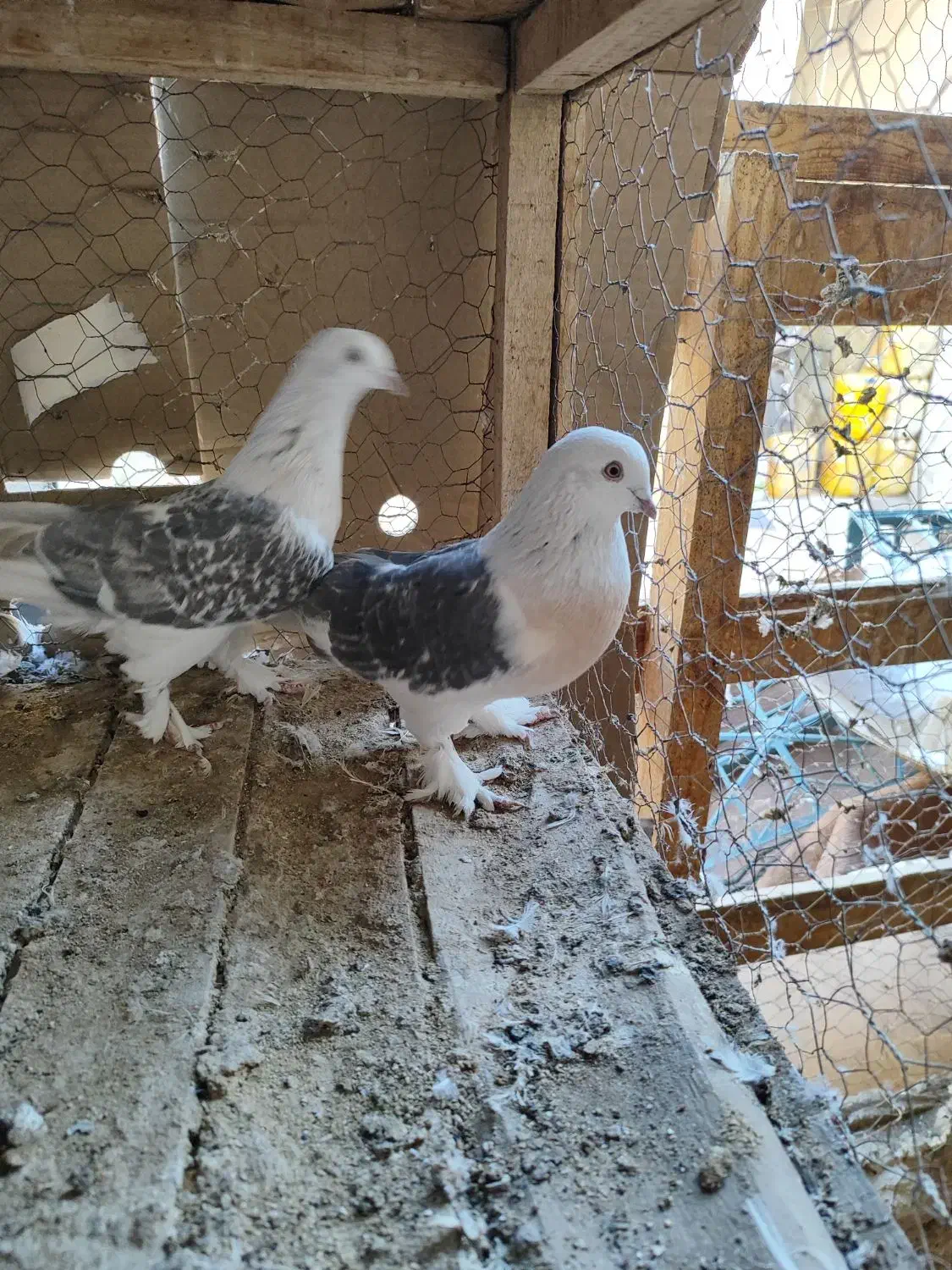 کبوتر ترکیه وارداتی بازی دار|پرنده|شهرکرد, |دیوار